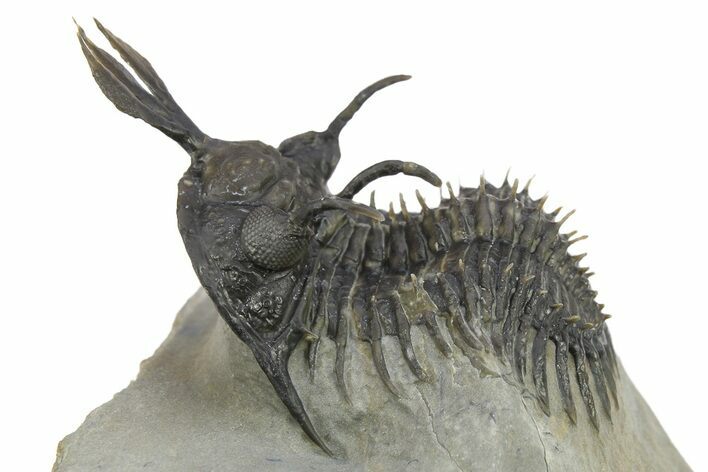 Short Trident Walliserops Trilobite - Timrzit, Morocco #275309